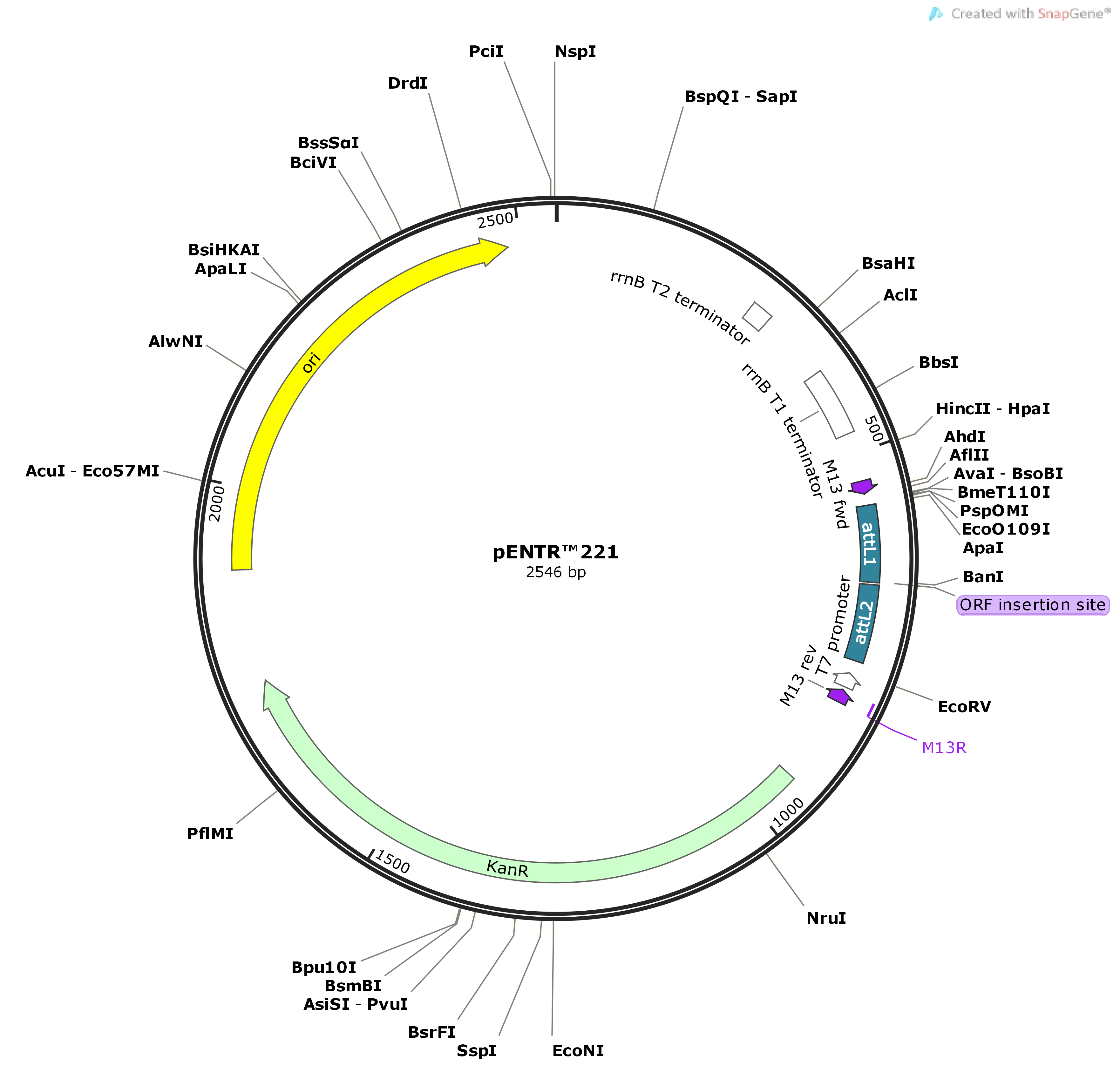 Vector Backbone pENTR221