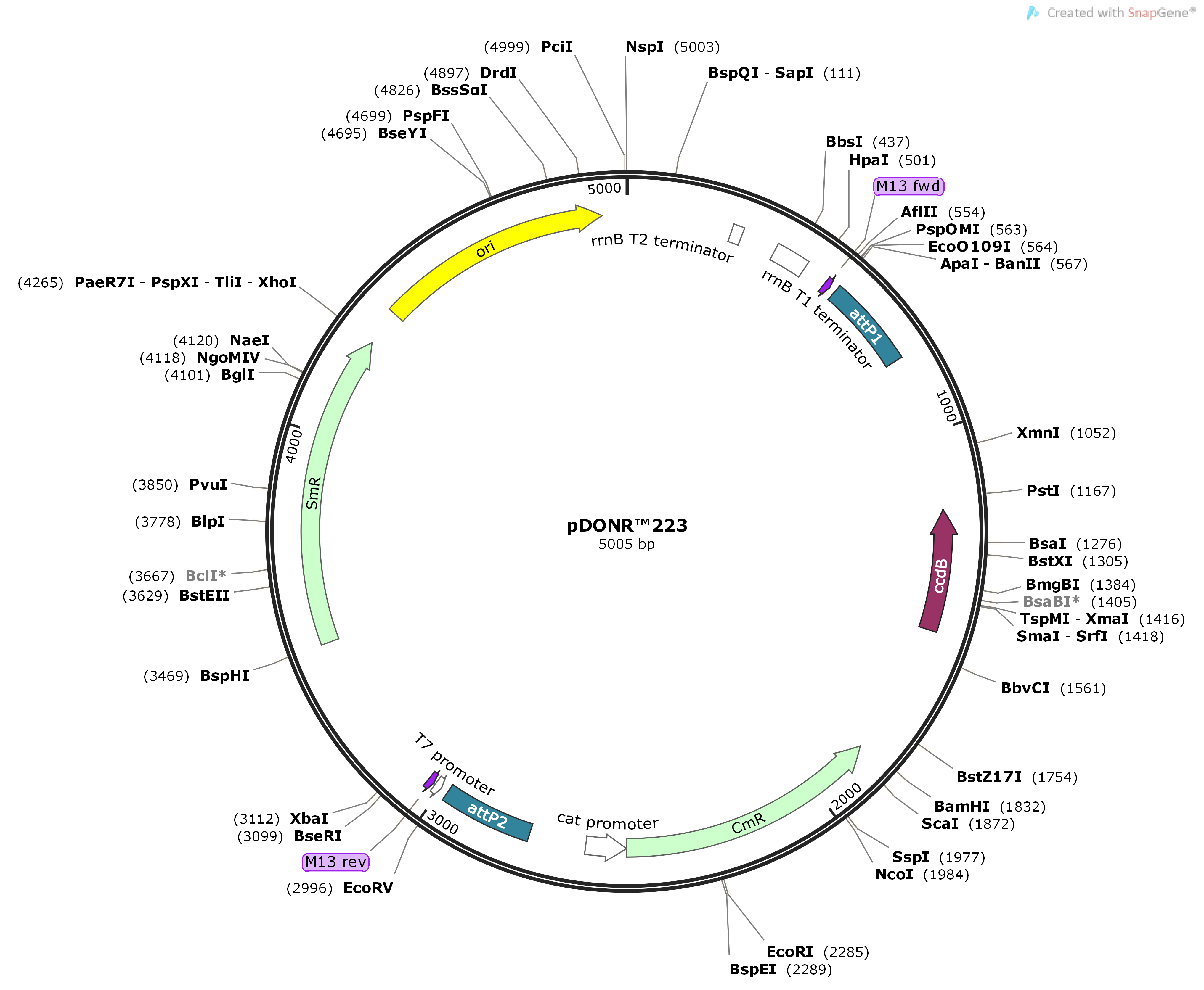 Vector Backbone pDONR223