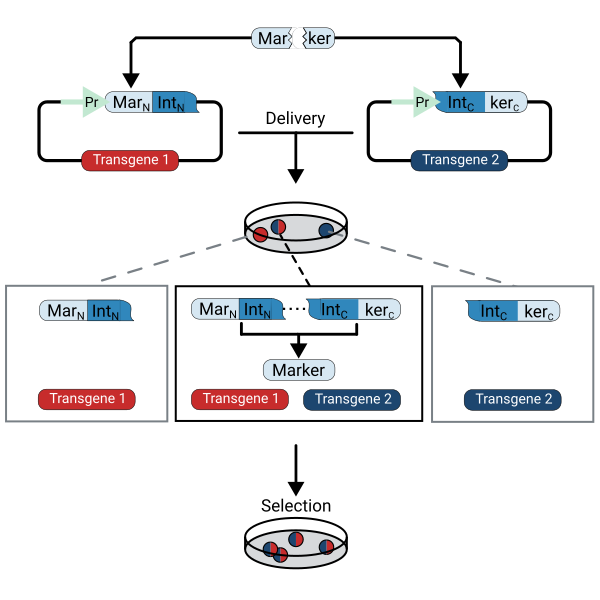 Split selectable markers: Intein-Split Resistance (Intres) Expression Vectors