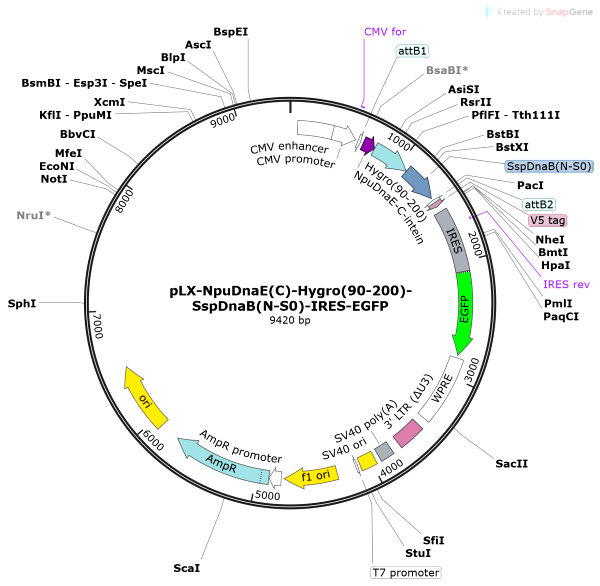 Vector Map of pLX-NpuDnaE(C)-Hygro(90-200)-SspDnaB(N-S0)-IRES-EGFP