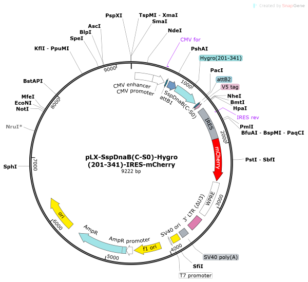 Vector Map of pLX-SspDnaB(C-S0)-Hygro(201-341)-IRES-mCherry
