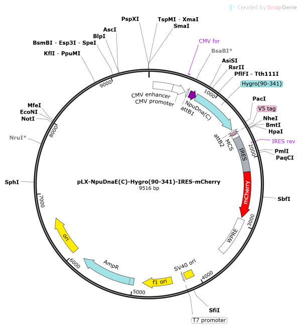 Vector Map of pLX-NpuDnaE(C)-Hygro(90-341)-IRES-mCherry