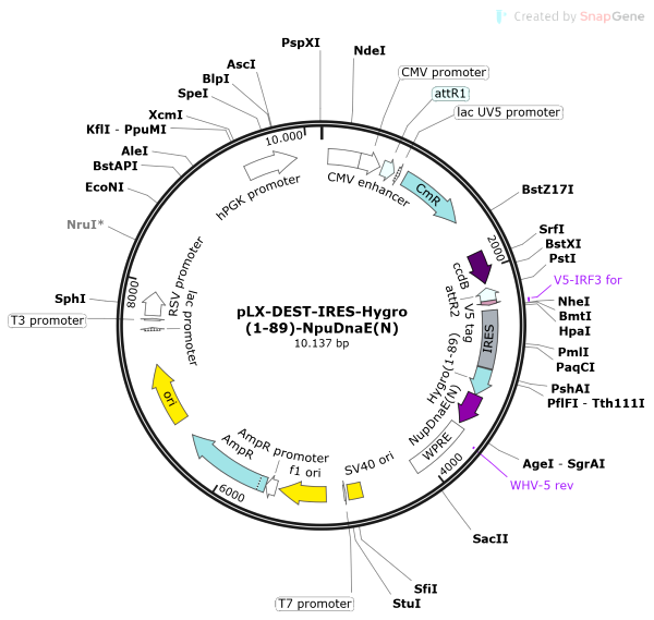 Vector Map of pLX-DEST-IRES-Hygro(1-89)-NpuDnaE(N)