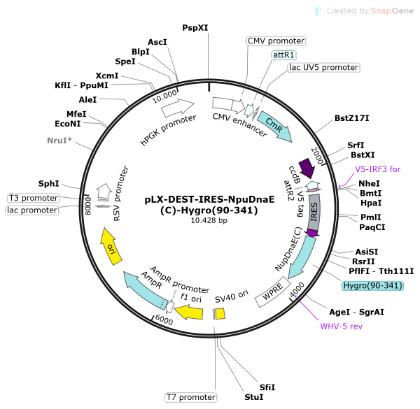 Vector Map of pLX-DEST-IRES-NpuDnaE(C)-Hygro(90-341)