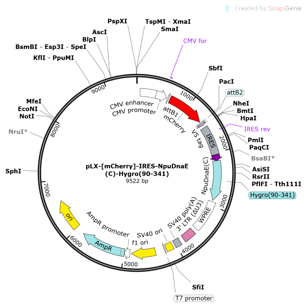 Vector Map of pLX-[mCherry]-IRES-NpuDnaE(C)-Hygro(90-341)