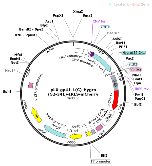 Vector Map of pLX-gp411(C)-Hygro(52-341)-IRES-mCherry