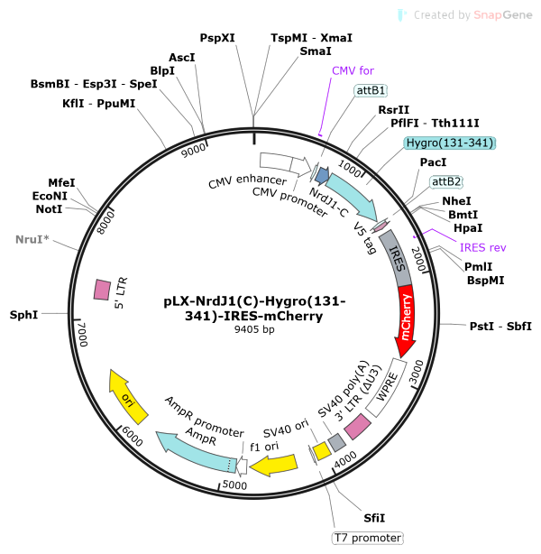 Vector Map of pLX-NrdJ1(C)-Hygro(131-341)-IRES-mCherry