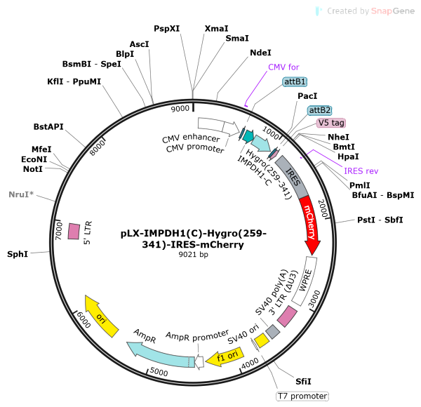 Vector Map of pLX-IMPDH1(C)-Hygro(259-341)-IRES-mCherry