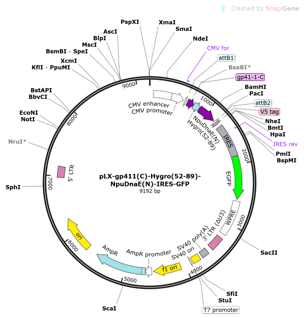 Vector Map of pLX-gp411(C)-Hygro(52-89)-NpuDnaE(N)-IRES-GFP