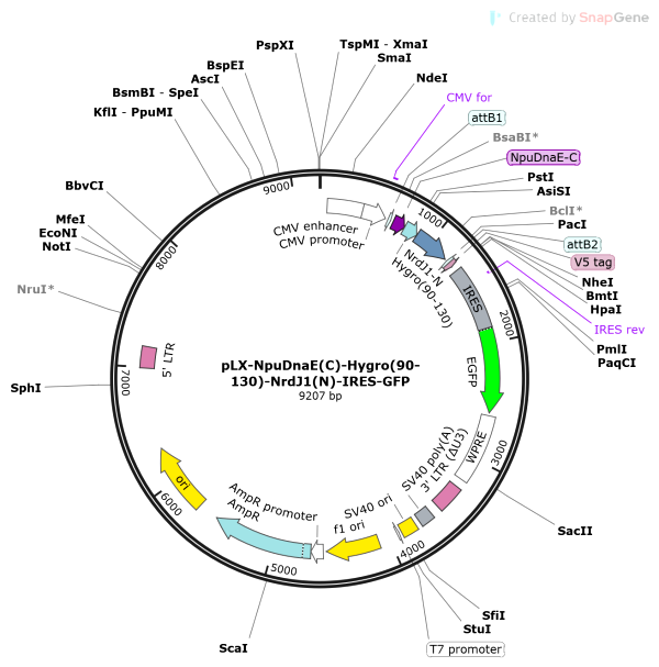 Vector Map of pLX-NpuDnaE(C)-Hygro(90-130)-NrdJ1(N)-IRES-GFP