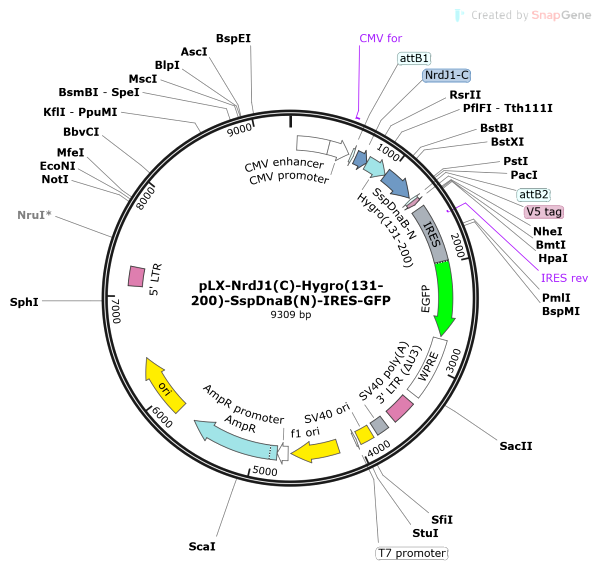 Vector Map of pLX-NrdJ1(C)-Hygro(131-200)-SspDnaB(N)-IRES-GFP