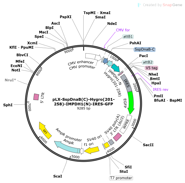 Vector Map of pLX-SspDnaB(C)-Hygro(201-258)-IMPDH1(N)-IRES-GFP