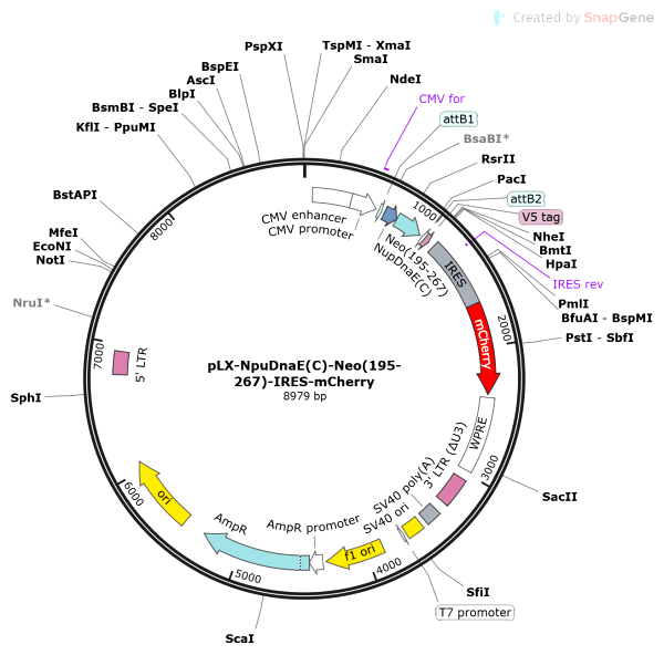 Vector Map of pLX-NpuDnaE(C)-Neo(195-267)-IRES-mCherry