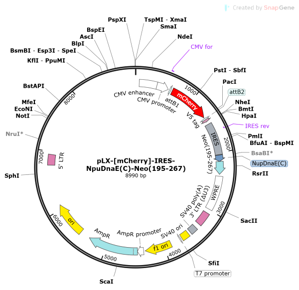 Vector Map of pLX-[mCherry]-IRES-NpuDnaE(C)-Neo(195-267)