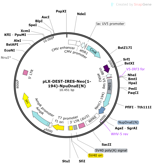 Vector Map of pLX-DEST-IRES-Neo(1-194)-NpuDnaE(N)