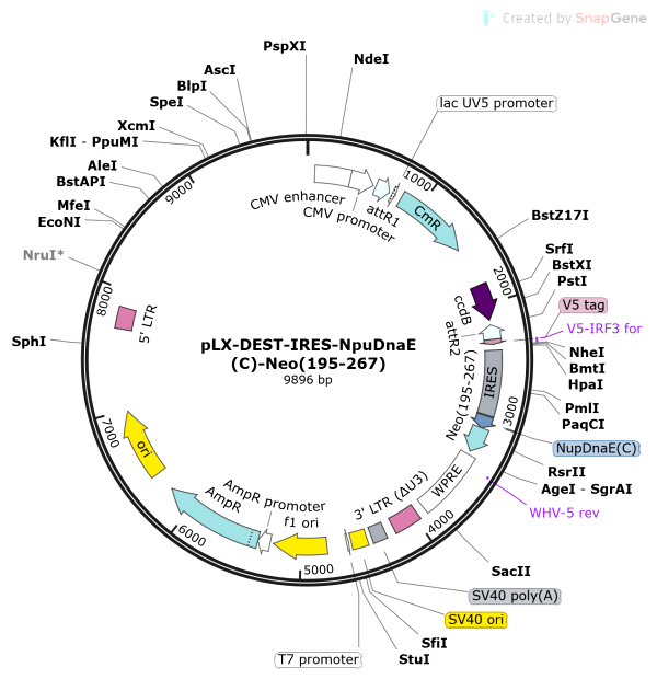 Vector Map of pLX-DEST-IRES-NpuDnaE(C)-Neo(195-267)