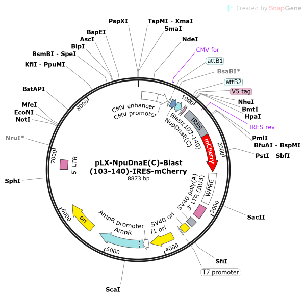 Vector Map of pLX-NpuDnaE(C)-Blast(103-140)-IRES-mCherry