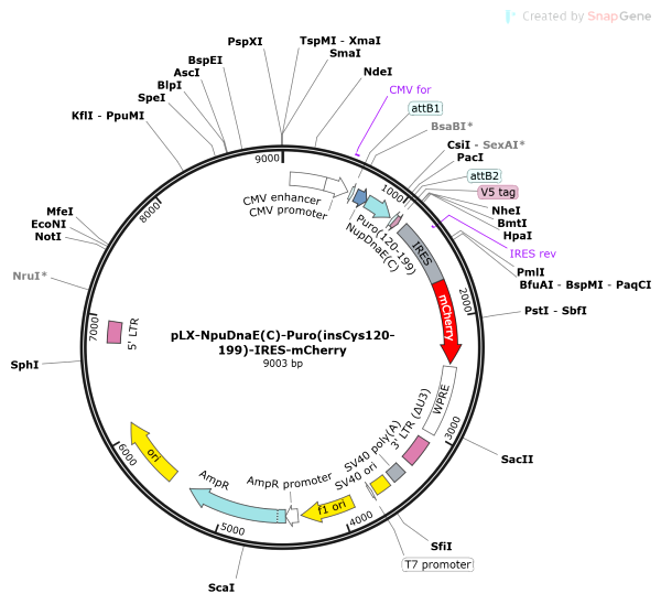 Vector Map of pLX-NpuDnaE(C)-Puro(insCys120-199)-IRES-mCherry