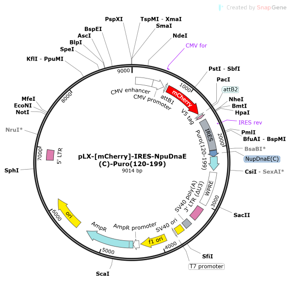 Vector Map of pLX-[mCherry]-IRES-NpuDnaE(C)-Puro(120-199)