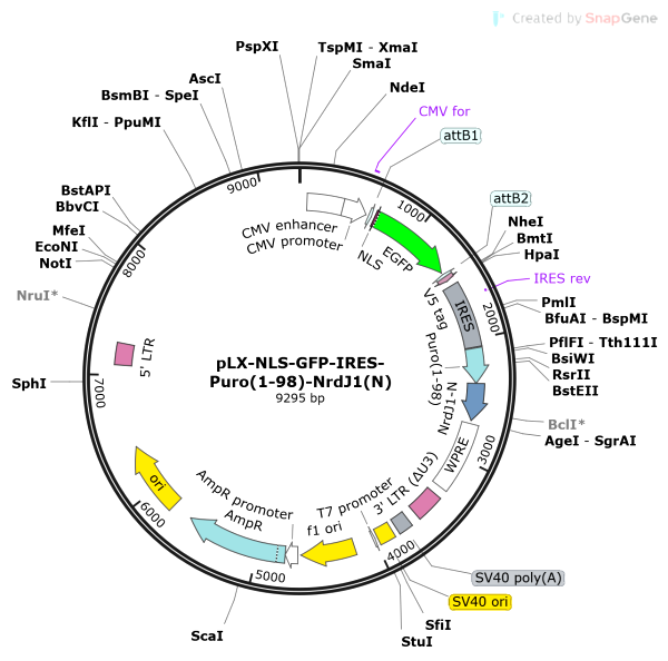 Vector Map of pLX-NLS-GFP-IRES-Puro(1-98)-NrdJ1(N)