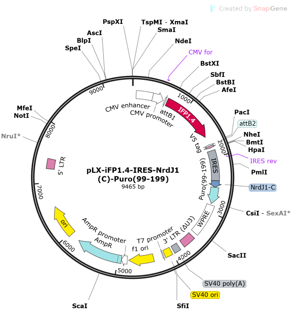 Vector Map of pLX-iFP1.4-IRES-NrdJ1(C)-Puro(99-199)