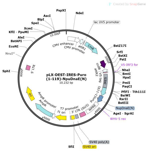 Vector Map of pLX-DEST-IRES-Puro(1-119)-NpuDnaE(N)