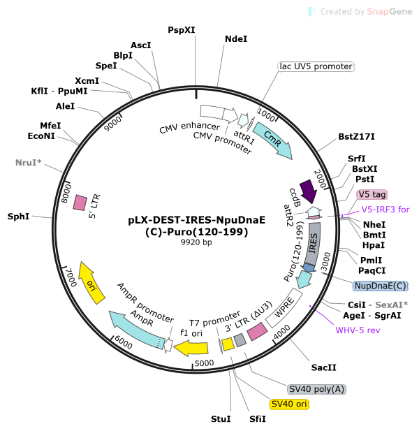 Vector Map of pLX-DEST-IRES-NpuDnaE(C)-Puro(120-199)